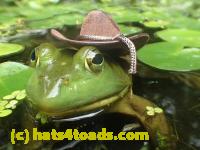 /home//u458753944/public_html/sourcegallery/////////////Frogs/More bullfrogs/P7251201.JPG
